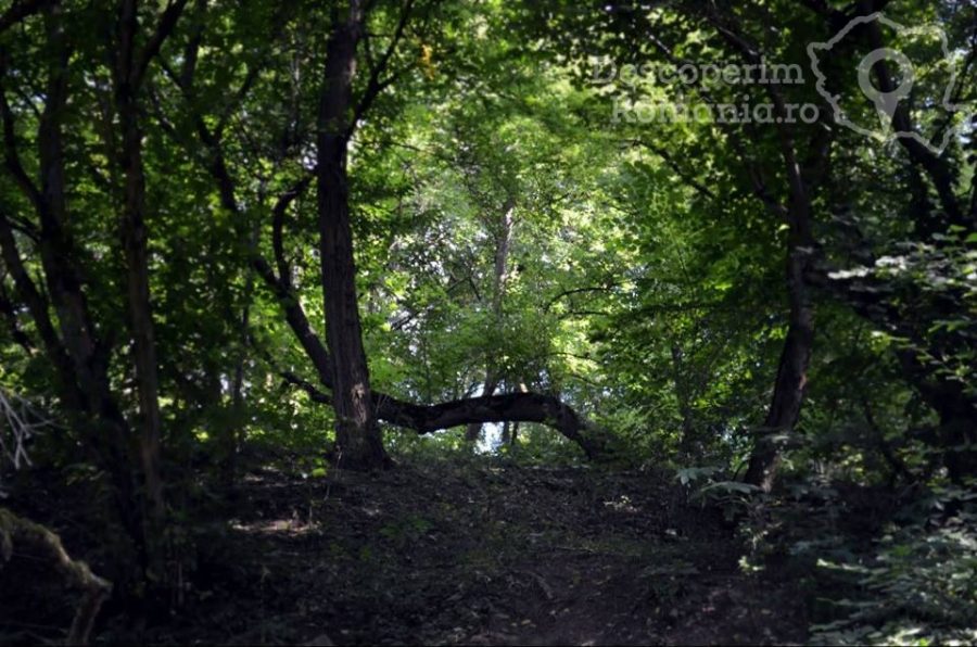 Pădurea-Hoia-Baciu-–-poarta-către-altă-lume-900x596 Pădurea Baciu – poarta către altă lume